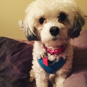 Meet your Posher, Samantha